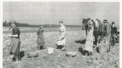 Bild:  Familie Donhauser – Archiv: Josef Schmaußer
Die Wirtsfamilie Kleindienst (heute Donhauser) aus Haag um 1932 beim „Erdöpflgroom“ auf der „Köferinger Hoi“ (Heide), in der Nähe des Haager Viadukts.
