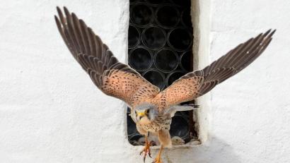 Bild: Thomas Warnack
Ein Turmfalke verlässt sein Nest. Thomas Warnack/Archivbild