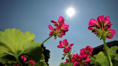 Symbolbild: Jan-Philipp Strobel/dpa
Blühende Geranien.