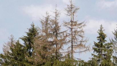 Bild:  Gabi Schönberger 
Die Hitze und der Borkenkäfer machen dem Wald – wie hier bei Altenparkstein im Kreis Neustadt/WN – schwer zu schaffen.
