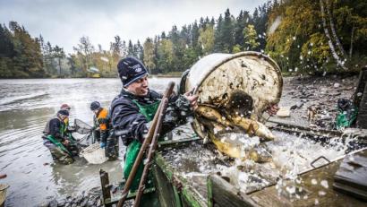 Bild: Tourismuszentrum Oberpfälzer Wald
In der Oberpfalz beginnt in diesen Tagen die neue Karpfen-Saison. "Die Erlebniswochen Fisch" rücken die schmackhafte Delikatesse in den Mittelpunkt.