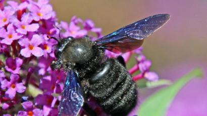 Bild: Heimler/exb
Holzbiene