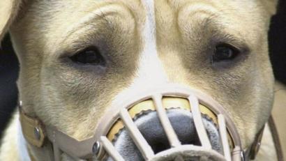 Bild: Uwe Zucchi/dpa
American Staffordshire