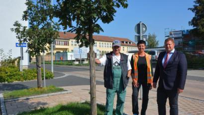 Bild: jr
Auf dem Parkplatz vor der Grundschule wurden schon vor Jahren fünf Ungarische Eichen gepflanzt, die prächtig gediehen sind. Künftig setzt die Stadtgärtnerei verstärkt auf klimaresistente Baumarten. Im Bild (von links) Stadtgärtner Willi Kilian (links) und seine Mitarbeiterin Brigitte Bassek mit Zweitem Bürgermeister Stefan Grillmeier.