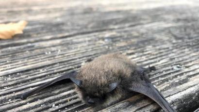 Bild: Anna Hasselbach
Diese Kleine Bartfledermaus kommt regelmäßig für ein Sonnenbad auf den Amberger Piratenspielplatz.