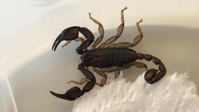 Bild: Polizeiinspektion Nabburg
Gefunden beim Aufräumen im Keller: Ein Skorpion wurde bei der Polizei in Nabburg abgegeben