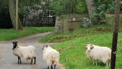 Bild: gz
Die Schafe eroberten den Schlossberg.