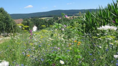 Symbolbild: exb
Wo Platz für Maisanbau (rechts im HIntergrund) ist, schließen sich blühende Flächen nicht aus. Der Arbeitskreis "Biodiversität" möchte sich dafür stark machen, dass im Neunburger Stadtgebiet das Bewusstsein für das Ökosystem und das Miteinander der Tier- und Pflanzenarten wächst.