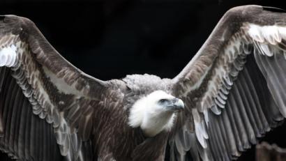 Bild: Bodo Marks
Ein Gänsegeier breitet in einem Volgelpark seine Flügel aus. Foto: Bodo Marks/Archivbild