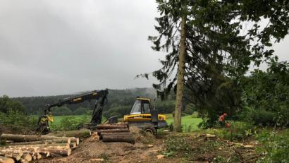 Bild: lpr
Mit Harvester und Motorsäge ist der durch Schädlinge geschwächten Fichtenbestand beseitigt worden.