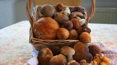 Bild: gpa
Satter Regen und schwüles Wetter versprechen Schwammerlfreunden, dass sie sich über eine gute Ausbeute freuen dürfen.