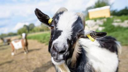 Bild: Matthias Balk
Ziegenbock "Hui Buh" blickt in die Kamera. Foto: Matthias Balk/Archivbild