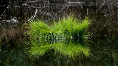 Bild: sds
Auch besondere Landschaftsimpressionen wie eine Grasinsel (Bild) hat Siegfried Steinkohl mit seiner Kamera eingefangen. In seiner Lichtbildershow präsentiert er beeindruckende Aufnahmen aus der nördlichen Oberpfalz.