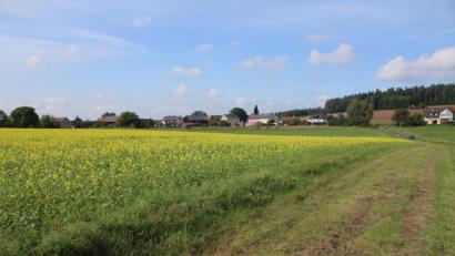 Bild: sne
Auch das Rapsfeld (links) soll ein Teil des Solarparks werden.