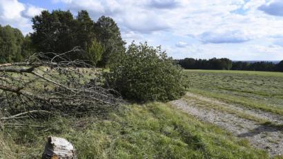 Bild: Petra Hartl
Unbekannte haben im Juni und August mit grober Gewalt und ohne Fachkenntnisse zwei Birnbäume an einem Feld bei Schalkenthan einfach umgelegt.