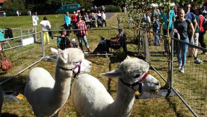 Bild: ld
Die Alpakas mit ihren rundlichen Köpfen und ihren großen Augen waren die Lieblinge der Kinder. Drei davon standen auf dem Gelände des Schaffestes und ließen sich beim Fressen zuschauen.