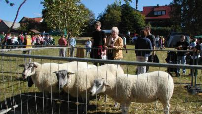 Bild: ld
Sie gaben dem Fest ihren Namen und sind auch ein Hinweis auf die wertvolle Landschaftspflege, die die Tiere leisten.