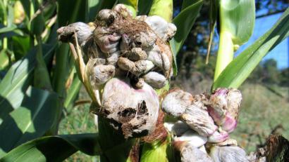 Bild: bkr
Zwei von Maisbeulenbrand befallene Maisstängel. Sie haben sich durch die Infektion mit einem Pilz total verändert und ähneln einem Blumenkohl.