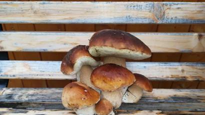 Bild: Sabrina Kliebhan 
Sabrina Kliebhan freut sich über ein besonders seltenes Exemplar, das sie beim Schwammerlsuchen bei Waldsassen entdeckte.