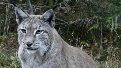 Bild: dpa
Bei der forensischen Untersuchung eines Luchs-Kadavers haben Spezialisten festgestellt, dass das Tier wegen Fremdeinwirken ums Leben kam. Die Polizei ermittelt.