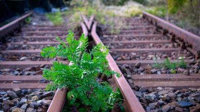 Symbolbild: Jens Büttner/dpa-Zentralbild/dpa
Grüne und FDP wollen, dass in Bayern mehr stillgelegte Bahnstrecken reaktiviert werden.