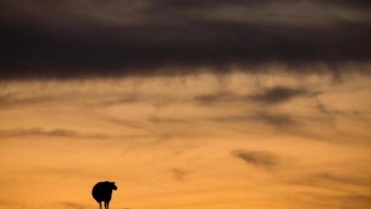 Bild: Daniel Bockwoldt
Ein Schaf steht bei Sonnenuntergang auf einer Wiese.
