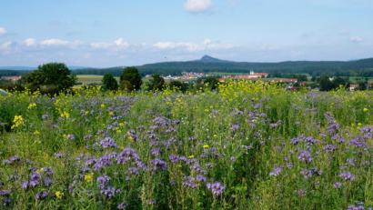 Bild: do
Der Kulmgau erschließt sich dem Betrachter aus dieser Perspektive als Bienenland
