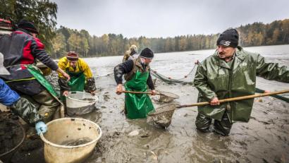 Bild: Tourismuszentrum Oberpfalz
Ende September beginnt die Karpfensaison und damit das Abfischen der Teiche.