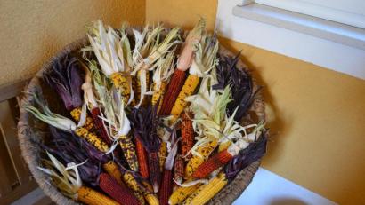 Bild: do
Bunter exotischer Ziermais.