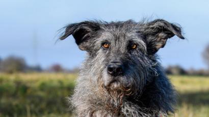 Symbolbild:  Matthias Balk/dpa
Ein Altdeutscher Hütehund, ein Hund wieder dieser auf dem Beispielfoto, musste aus der Vils bei Hahnbach gerettet werden.