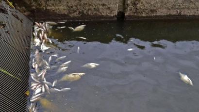 Bild: tr
Die Untersuchungen beim LfU haben ergeben, dass das Fischsterben in der Waldnaab bei der Hammermühle nicht auf irgendwelche Einleitungen zurückzuführen ist.