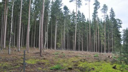 Bild: ws
Der Borkenkäfer sorgt auch im Stadtwald für manche lichte Stelle. Bei der Aufforstung werden verstärkt Laubbäume eingesetzt.