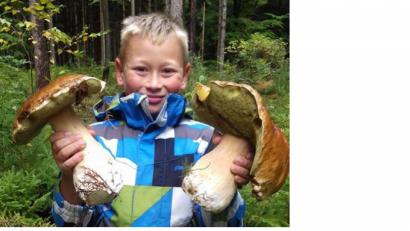 Bild: szl
Der neunjährige „Schwammer-Jäger“ Samuel Schleifenheimer aus Altglashütte mit seinem Pilzfund. Die beiden Steinpilze wiegen zusammen fast zwei Kilogramm und sind je 24 Zentimeter groß.