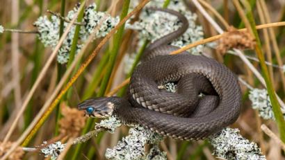 Bild: sds
Auch dieses herrliche Bild einer Ringelnatter ließ die Besucher des Vortrags staunen.