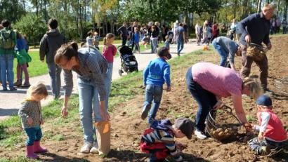 Bild: ohr
"Erdäpflgrobn“: Die Aktion des Freilandmuseums Neusath-Perschen zog vor allem Familien an . Kinder, Mütter und Väter klaubten die Kartoffel in Tüten und Körbe.