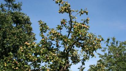 Bild: gpa
Von Apfelbäumen mit so vielen Früchten, wie sie 2018 von diesem Baum im Klosterdorf Speinshart geerntet werden konnten, kann man in diesem Jahr nur träumen. Der Mosttermin am Samstag in Haselbrunn könnte beweisen, dass trotzdem „a` bisserl` was" geht.