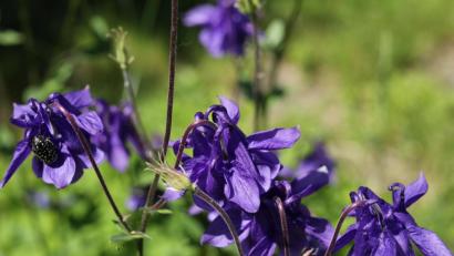 Bild: njn
Auf den ersten Blick sieht man die kleinen Tierchen im eigenen Garten gar nicht.