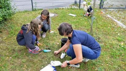 Bild: wbe
Über hundert kleine Zwiebeln von Winterlingen, Schneeglöckchen, Krokussen und Wildtulpen wurden mit Unterstützung von Karin Haar vom Bienenzuchtverein Sulzbach-Rosenberg rund um die Bienenstöcke im Schulgarten gepflanz.