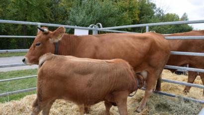 Bild: bnr
Das Murnau-Werdenfelser-Rind ist die älteste Rinderrasse in Bayern. Auch sie steht auf der Roten Liste.