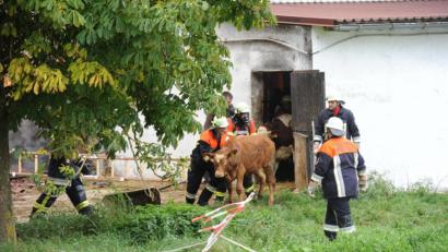 Bild: gf
Großbrand in Einsricht: Ein Bauernhof stand am Montag lichterloh in Flammen. Auch einen Tag danach sind noch drei Jungbullen abgängig.