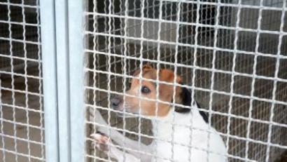 Bild: Gabi Schönberger
Ende 2020 läuft die Betriebsgenehmigung für das Tierheim aus. Noch gibt es keine Neubaupläne und Kostenschätzungen. Seit August steht fest: Der Tierschutzverein will's selber machen.