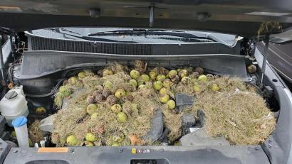 Bild: Holly und Chris Persic/AP/dpa
Dieses von Chris Persic zur Verfügung gestellte Foto zeigt die Motorhaube seines Autos: Eichhörnchen hatten mehr als 200 Walnüsse und Gras gehortet.