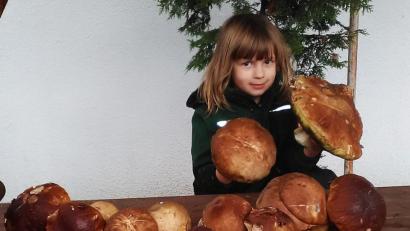 Bild: ld
Der Pilzefund von Lisa reicht für eine Schwammerl-Soße für die ganze Familie.