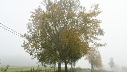 Bild: bey
Über die Breite beim Ausbau der Gemeindeverbindungsstraße Hammerles-Hagen-Pinzenhof gibt es höchst unterschiedliche Meinungen. Der Baumbestand (rechts) wird nach Aussage von Planer Markus Münchmeier beeinträchtigt. Links steht hinter den Bäumen noch eine Fernmeldefreileitung der Telekom.