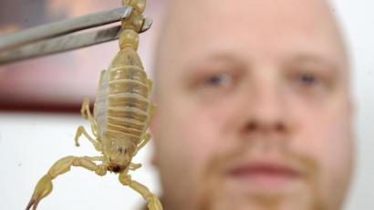Symbolbild: Bernd Weißbrod/dpa
Einen extrem giftiger lebender Skorpion Androctonus australis.