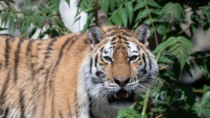 Bild: Paul Zinken
Läuft ein Tiger durch Niederbayern?