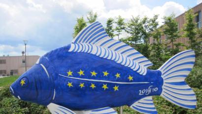Bild: exb
Europakarpfen vor dem Fischhofpark in Tirschenreuth.