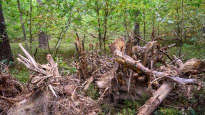 Bild: u
Waldbesitzer Hermann Knietsch ist zu Recht mehr als sauer. Unbekannte benutzen sein Waldstück als Wurzelstockdeponie. Wird der Übeltäter nicht gefunden, bleibt er auf den Entsorgungskosten sitzen.