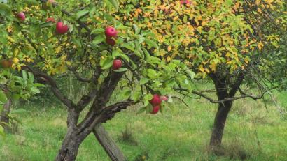 Bild: Gerhard Götz
Streuobstwiesen sind ein wichtiger und schnell zu realisierender Naturschutzpart im Biotopverbund Nordost-Bayern der Heinz-Sielmann-Stiftung. Sie eignen sich auch gut zum Beweiden.