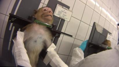 Bild: SOKO Tierschutz/crueltyfree int
Über vier Monate hatte sich ein Mitglied des Vereins "Soko Tierschutz" in einem privaten Tierversuchslabor im Landkreis Harburg eingeschleust. Dabei kamen erschütternde Bilder zum Vorschein.